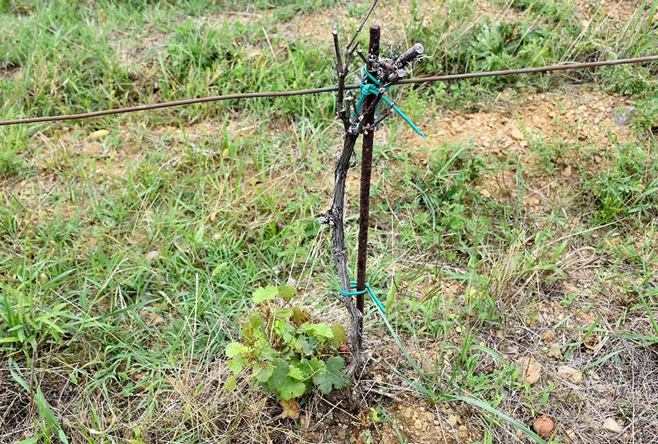Srne uništile vinograde Ive Enjingija na Venju, uz grožđe nastradali i trsovi