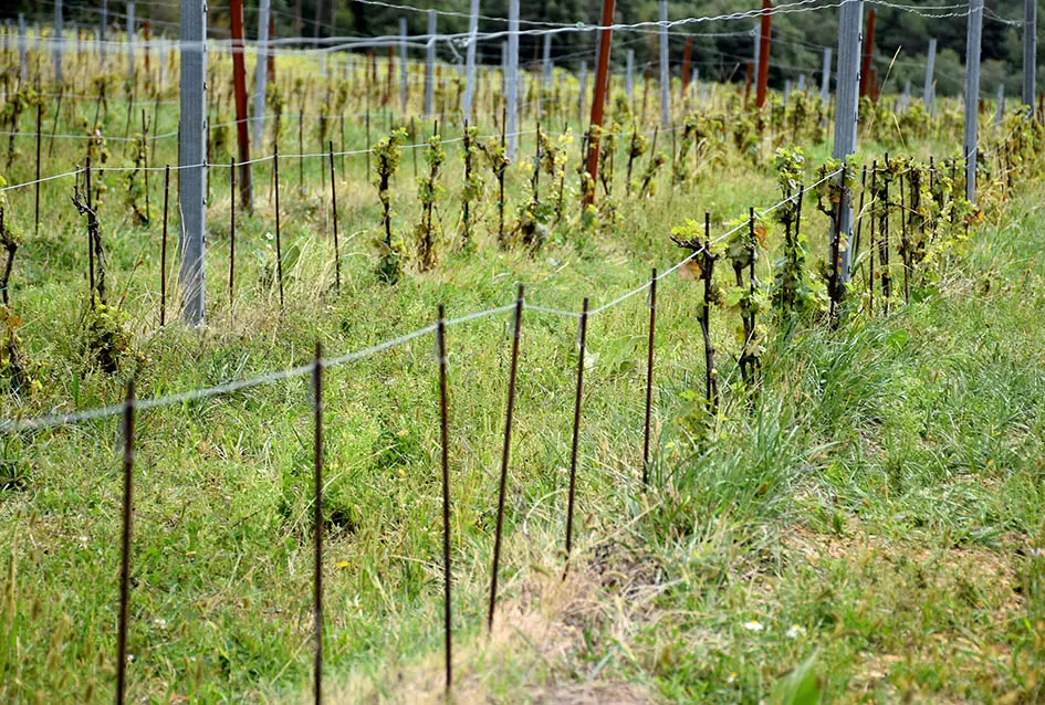 Srne uništile vinograde Ive Enjingija na Venju, uz grožđe nastradali i trsovi