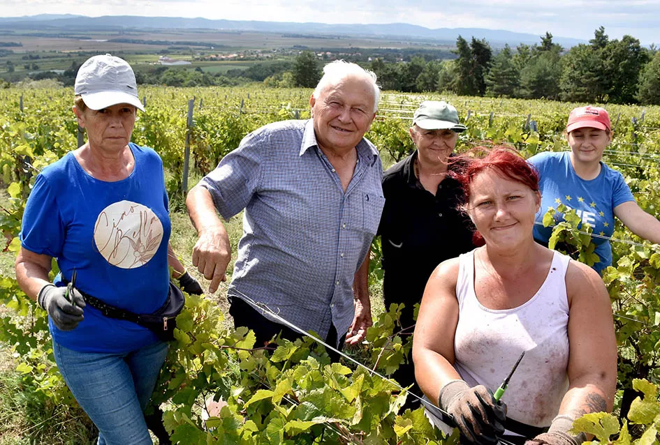 Srne uništile vinograde Ive Enjingija na Venju, uz grožđe nastradali i trsovi