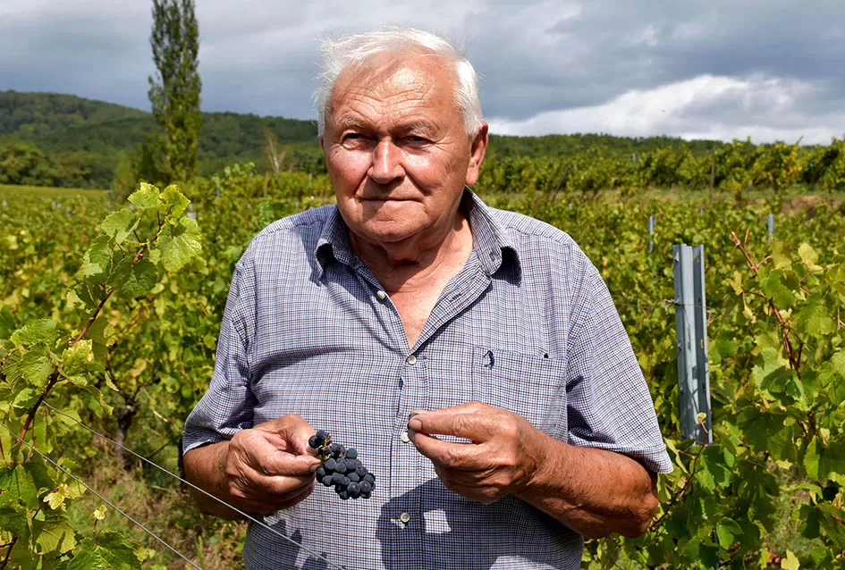 Srne uništile vinograde Ive Enjingija na Venju, uz grožđe nastradali i trsovi