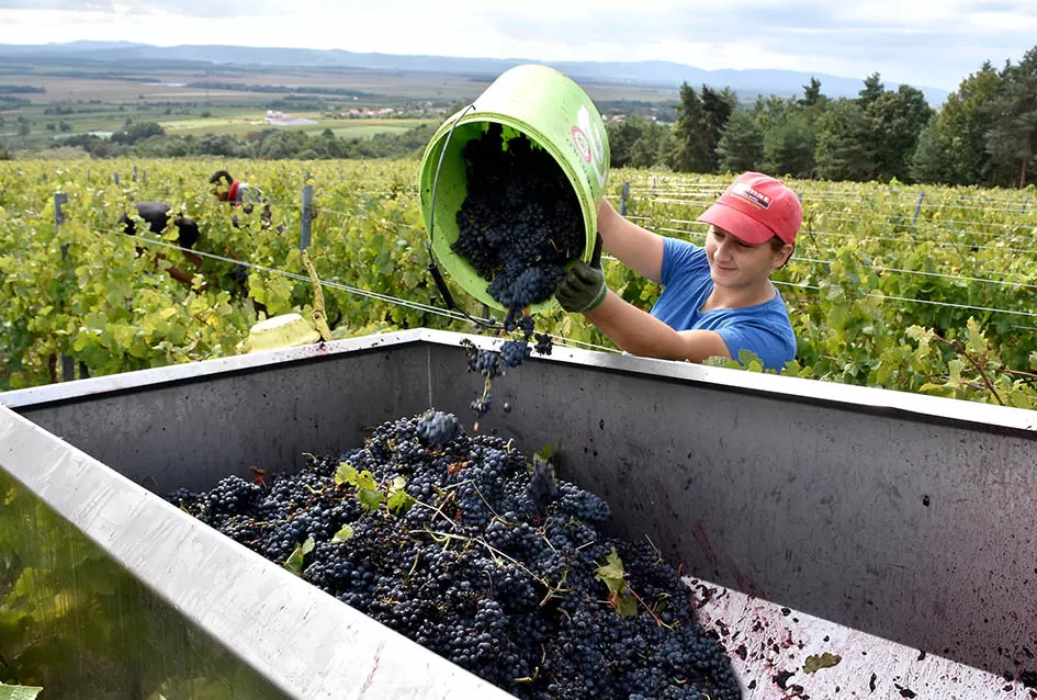 Srne uništile vinograde Ive Enjingija na Venju, uz grožđe nastradali i trsovi