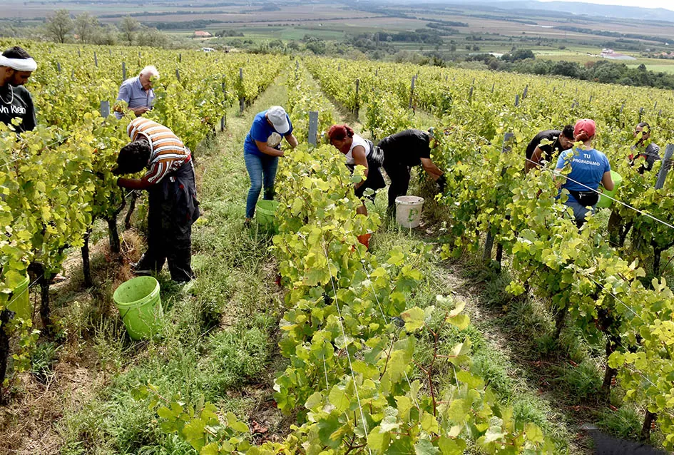 Srne uništile vinograde Ive Enjingija na Venju, uz grožđe nastradali i trsovi