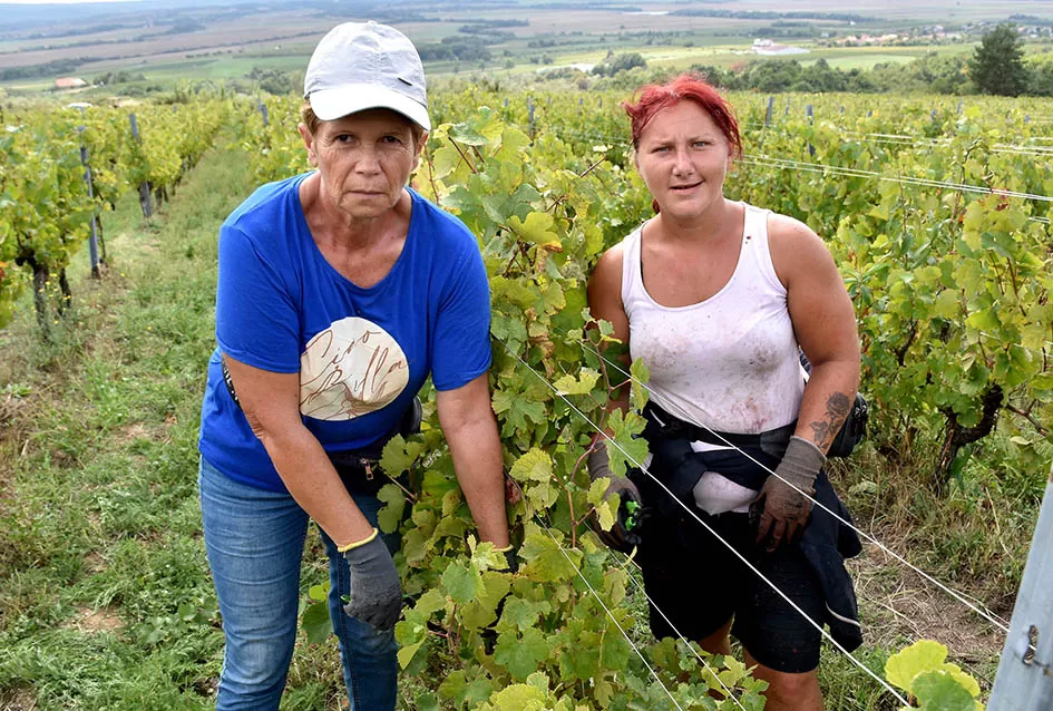 Srne uništile vinograde Ive Enjingija na Venju, uz grožđe nastradali i trsovi