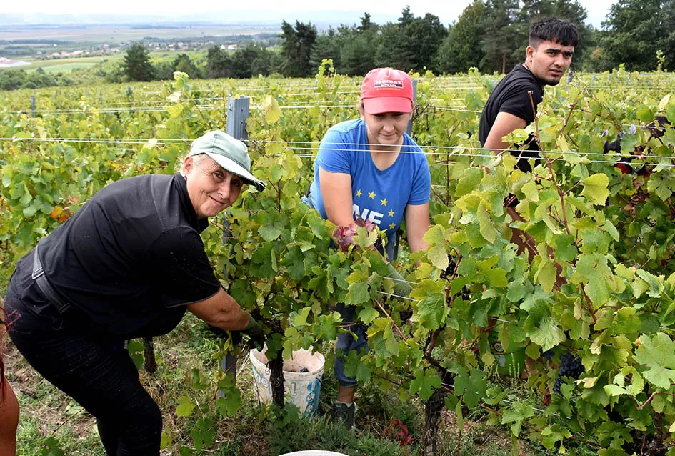 Srne uništile vinograde Ive Enjingija na Venju, uz grožđe nastradali i trsovi