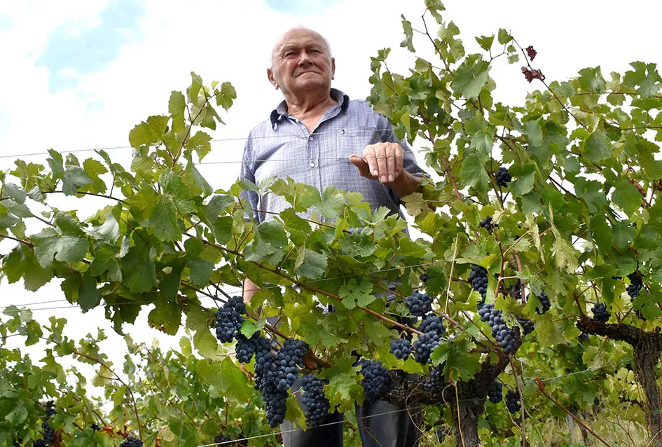 Srne uništile vinograde Ive Enjingija na Venju, uz grožđe nastradali i trsovi