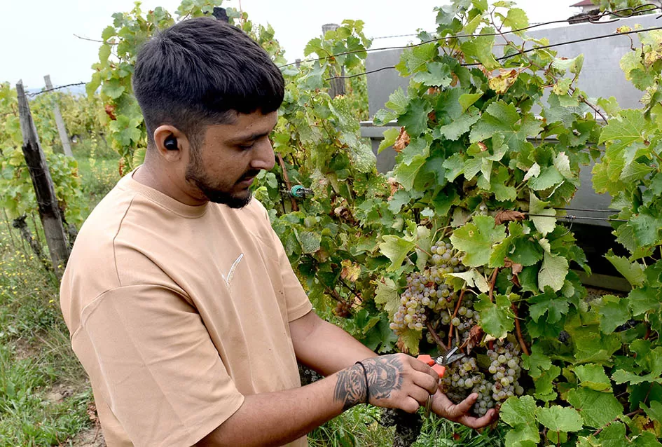 Srne uništile vinograde Ive Enjingija na Venju, uz grožđe nastradali i trsovi