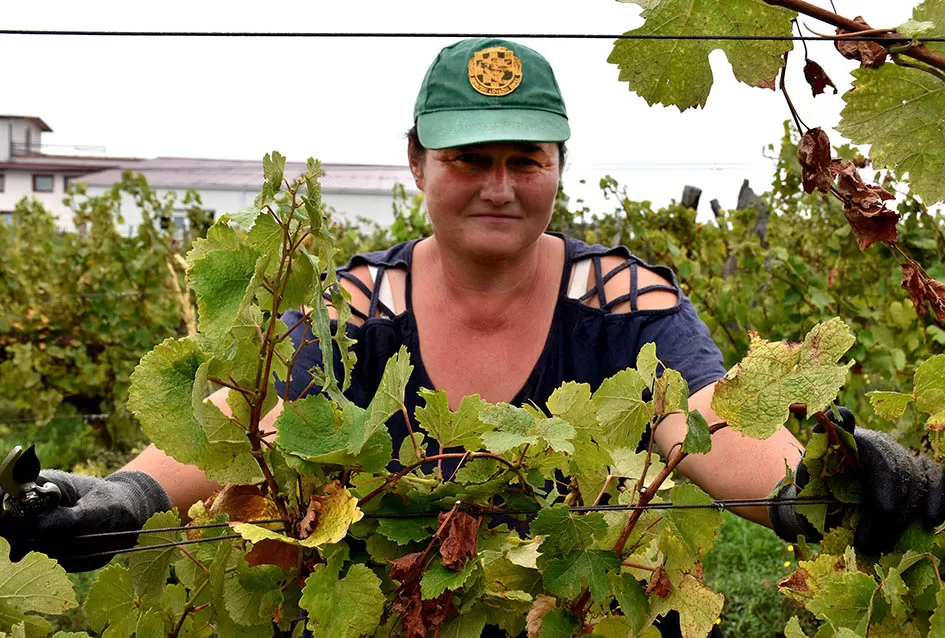 Srne uništile vinograde Ive Enjingija na Venju, uz grožđe nastradali i trsovi