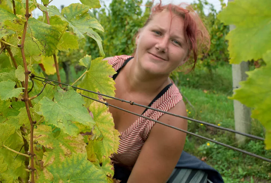Srne uništile vinograde Ive Enjingija na Venju, uz grožđe nastradali i trsovi