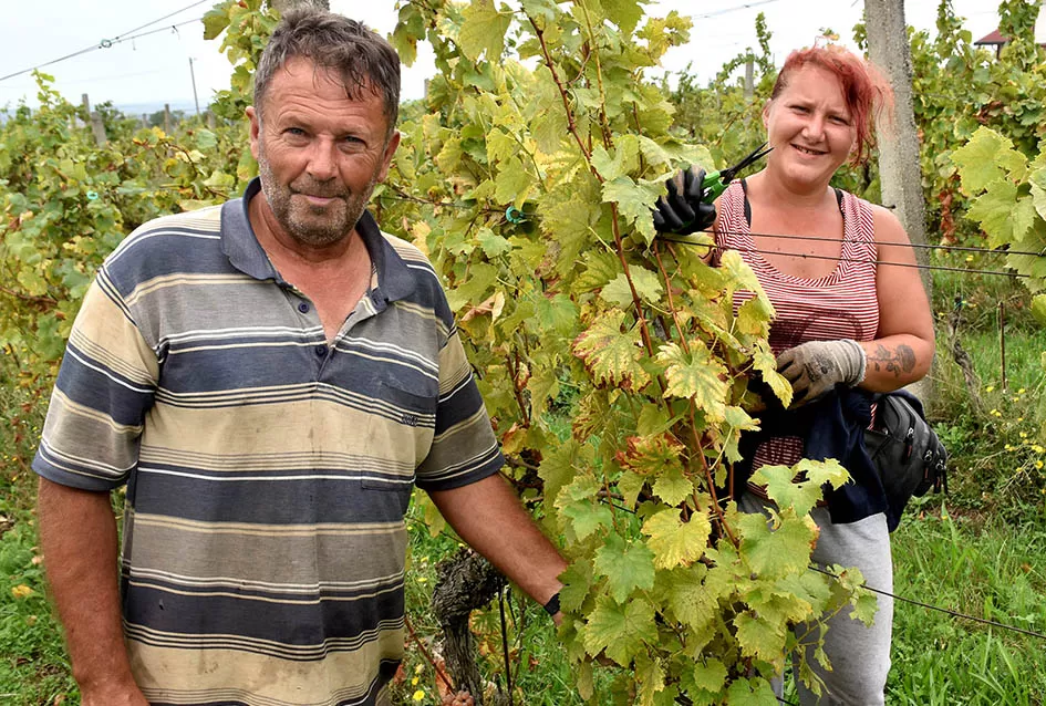 Srne uništile vinograde Ive Enjingija na Venju, uz grožđe nastradali i trsovi