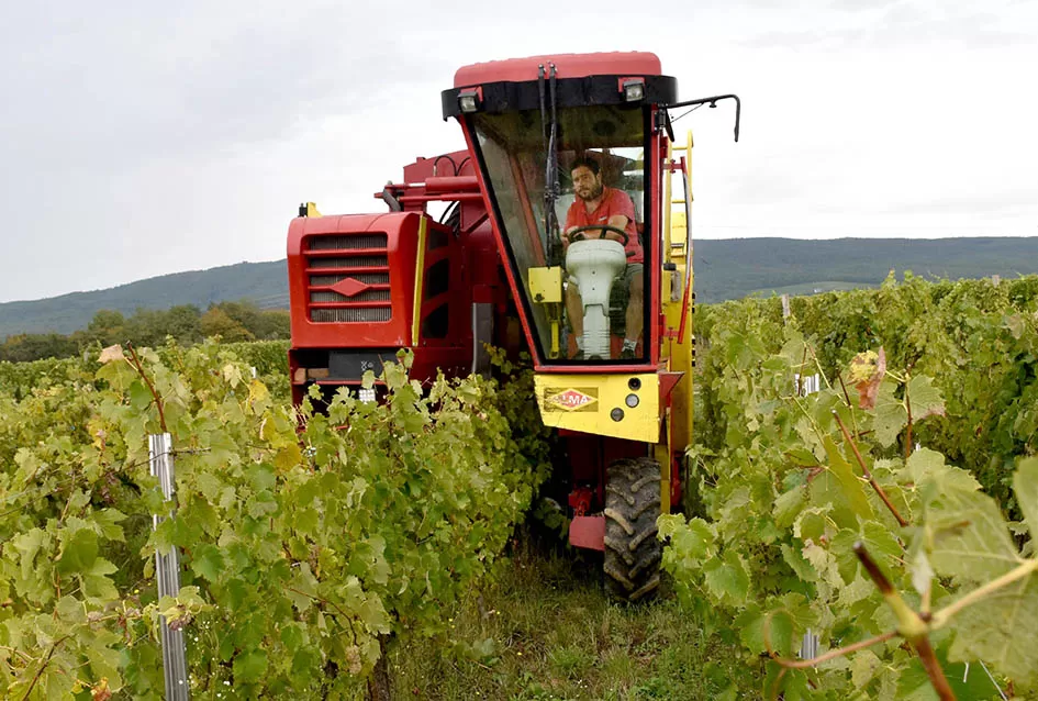 Srne uništile vinograde Ive Enjingija na Venju, uz grožđe nastradali i trsovi