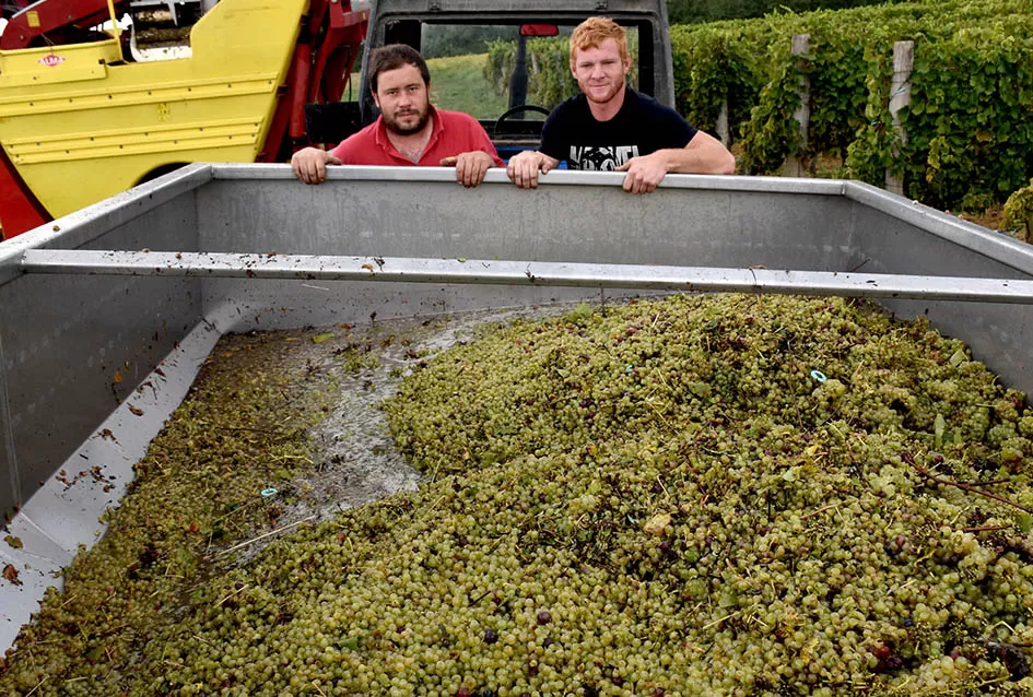 Srne uništile vinograde Ive Enjingija na Venju, uz grožđe nastradali i trsovi
