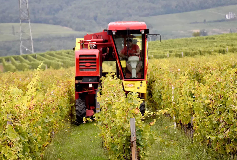Srne uništile vinograde Ive Enjingija na Venju, uz grožđe nastradali i trsovi