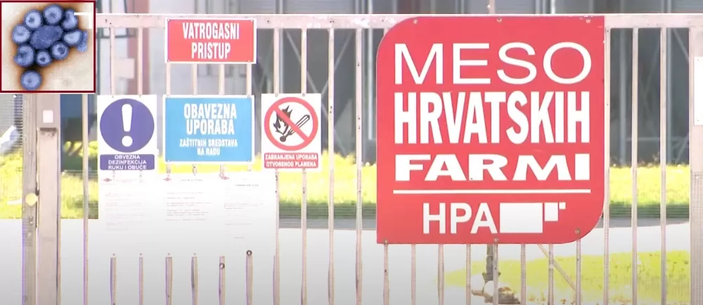 Požega.eu | Afrička svinjska kuga pogodila dvije velike farme: Eutanazija 11.600 svinja, uključena vojska i policija