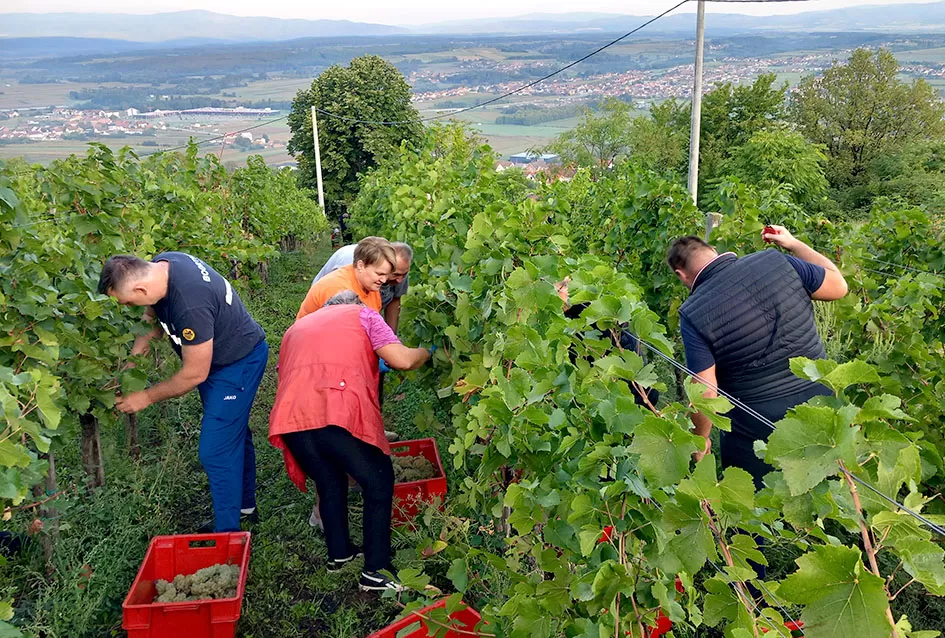 Prinosi i kvaliteta rekordni, nedovoljno bačvi u podrumu