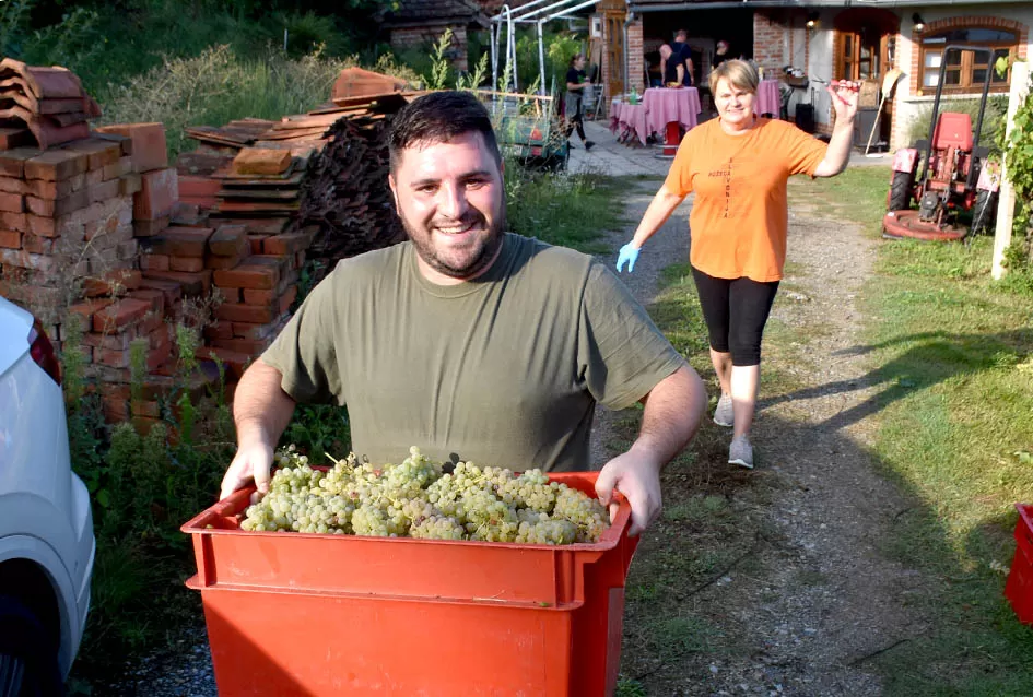 Prinosi i kvaliteta rekordni, nedovoljno bačvi u podrumu
