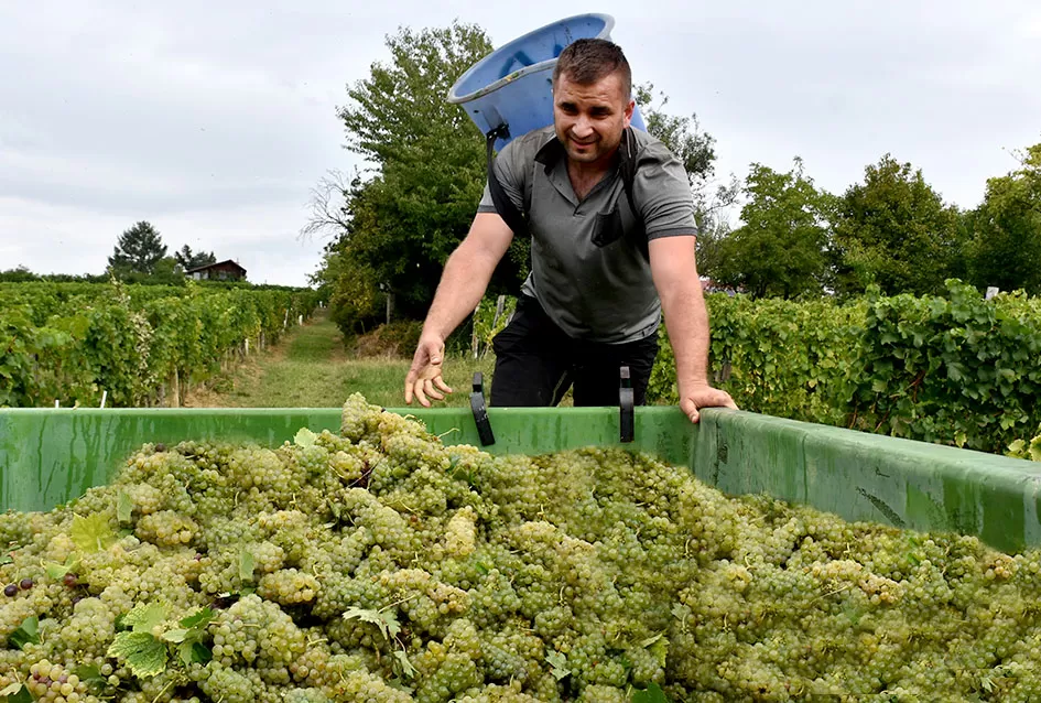 Kutjevački vinogradari Previšići kooperiraju s Kutjevom d.d.