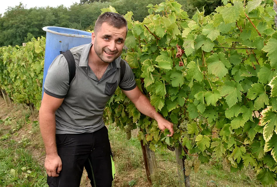 Kutjevački vinogradari Previšići kooperiraju s Kutjevom d.d.