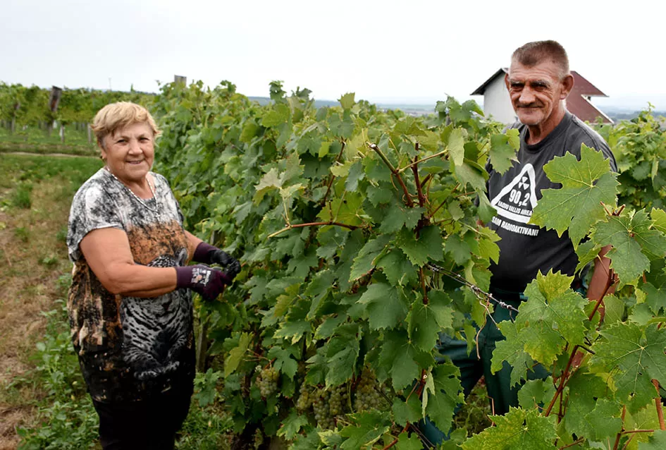 Kutjevački vinogradari Previšići kooperiraju s Kutjevom d.d.