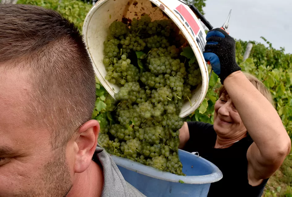 Kutjevački vinogradari Previšići kooperiraju s Kutjevom d.d.