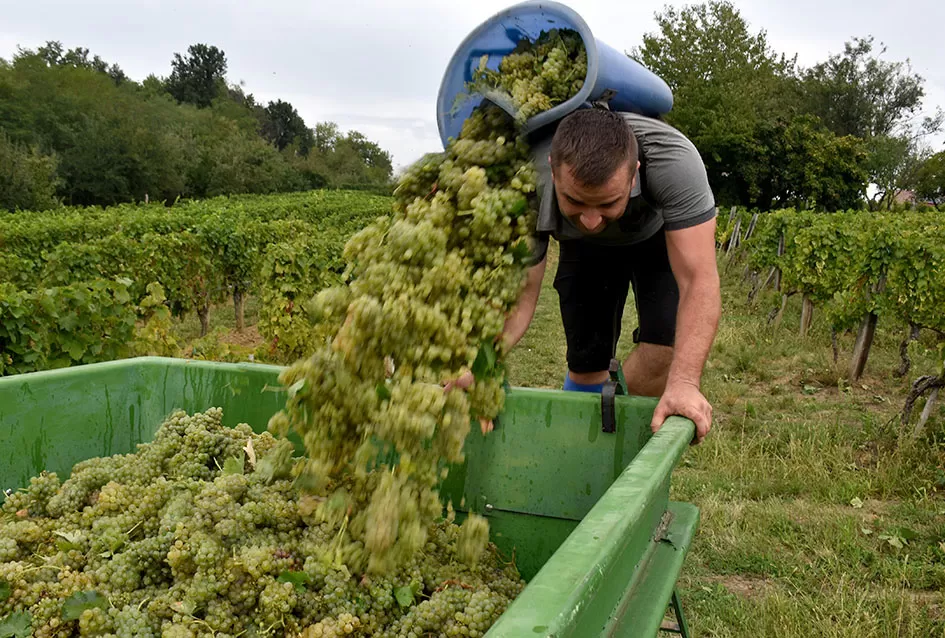Kutjevački vinogradari Previšići kooperiraju s Kutjevom d.d.