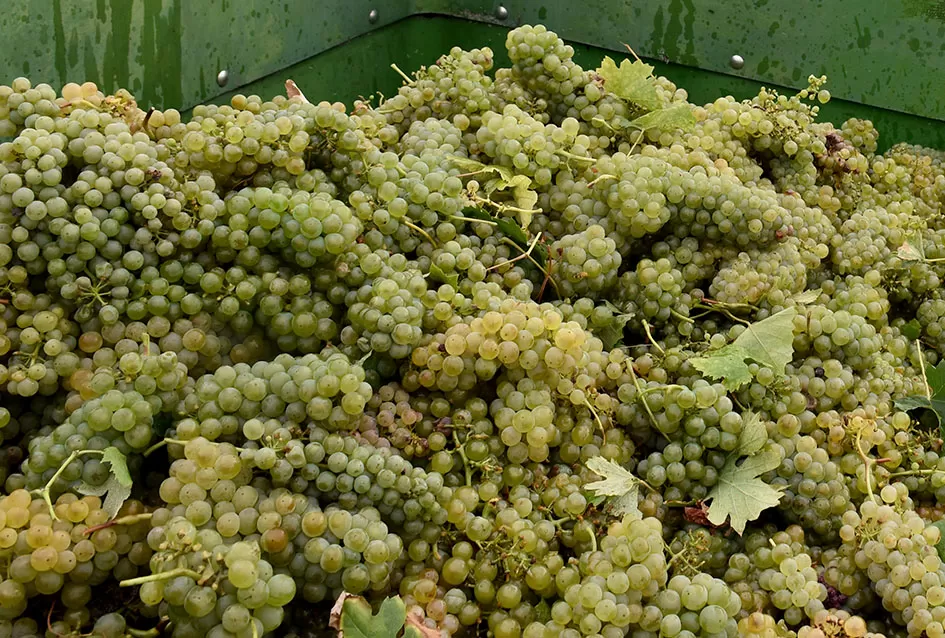 Kutjevački vinogradari Previšići kooperiraju s Kutjevom d.d.