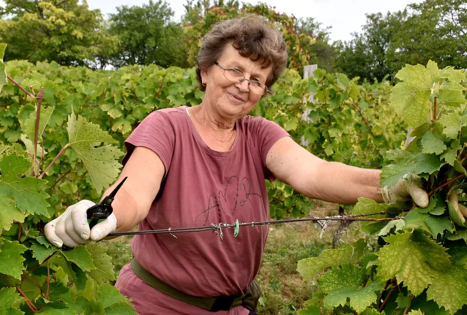 Kutjevački vinogradari Previšići kooperiraju s Kutjevom d.d.