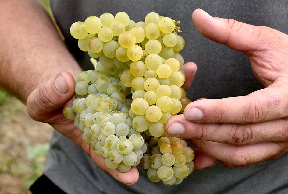 Kutjevački vinogradari Previšići kooperiraju s Kutjevom d.d.