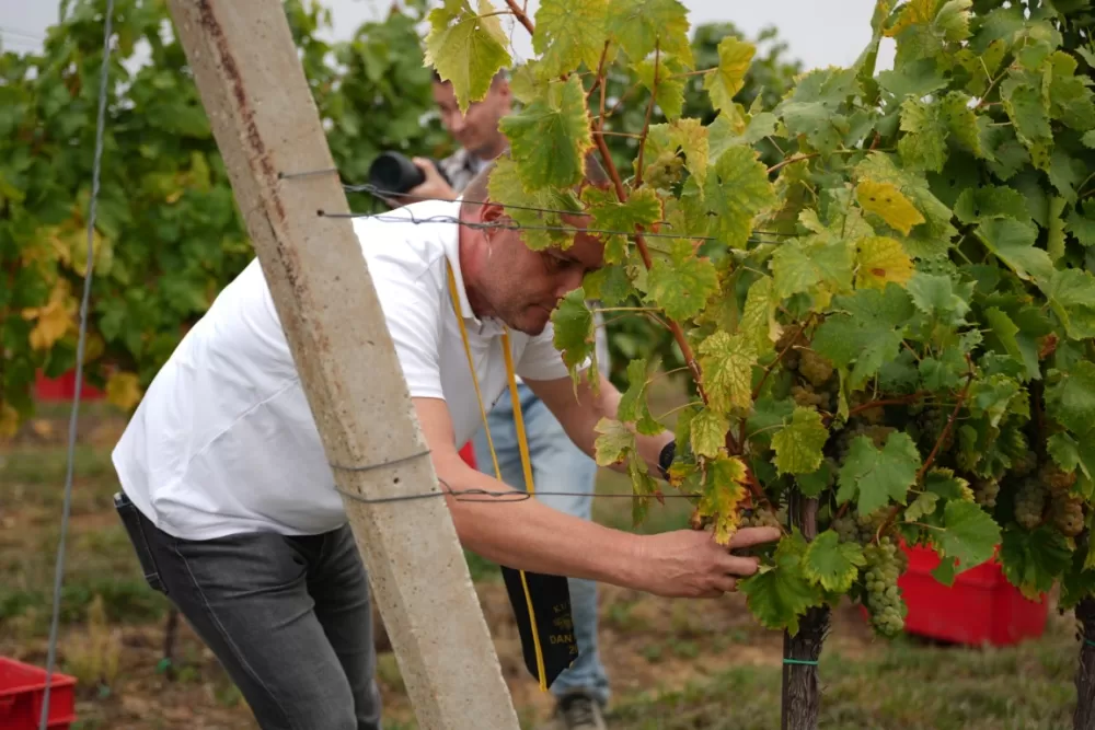 (FOTOGALERIJA) Dan berbe u Vinariji Kutjevo d.d. uz zanimljiva natjecanja 
