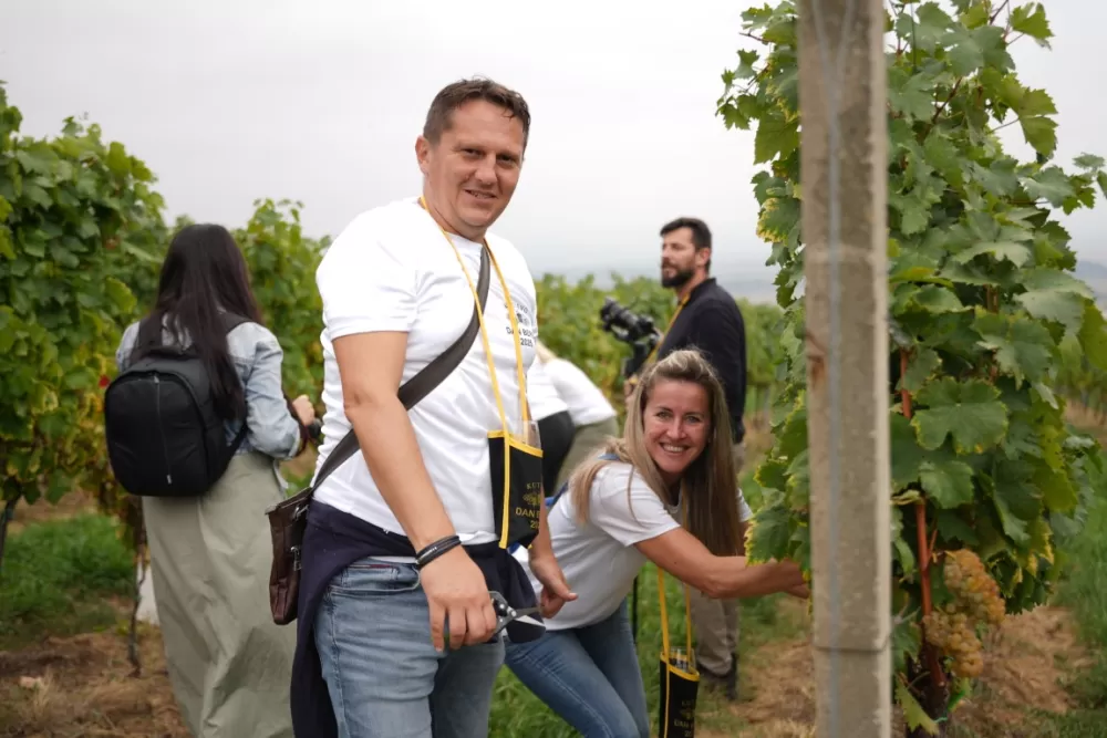 (FOTOGALERIJA) Dan berbe u Vinariji Kutjevo d.d. uz zanimljiva natjecanja 