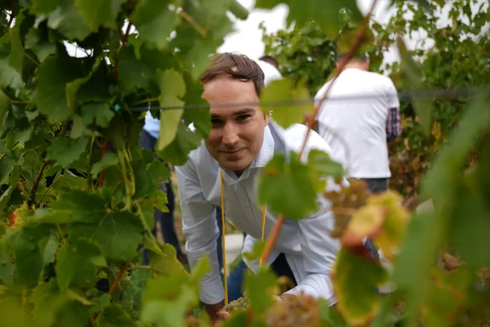 (FOTOGALERIJA) Dan berbe u Vinariji Kutjevo d.d. uz zanimljiva natjecanja 
