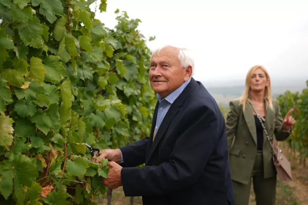 (FOTOGALERIJA) Dan berbe u Vinariji Kutjevo d.d. uz zanimljiva natjecanja 