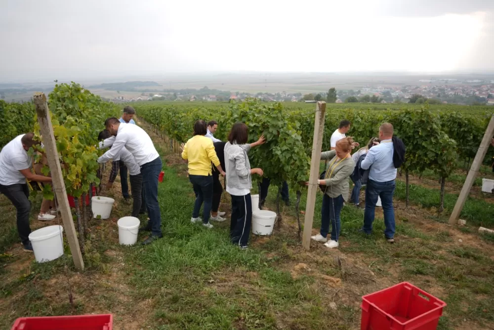 (FOTOGALERIJA) Dan berbe u Vinariji Kutjevo d.d. uz zanimljiva natjecanja 