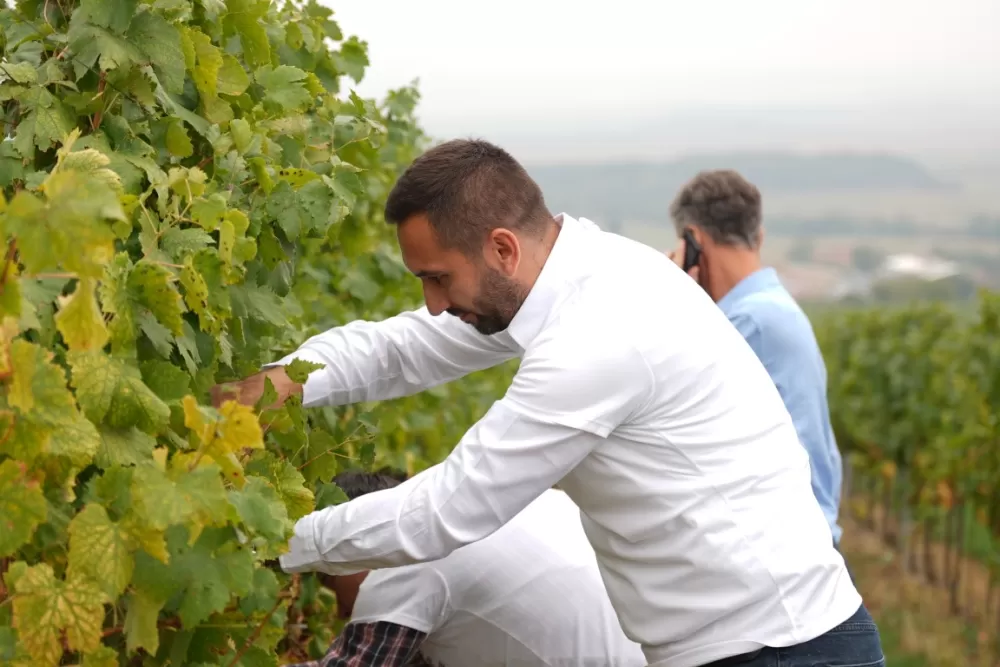 (FOTOGALERIJA) Dan berbe u Vinariji Kutjevo d.d. uz zanimljiva natjecanja 