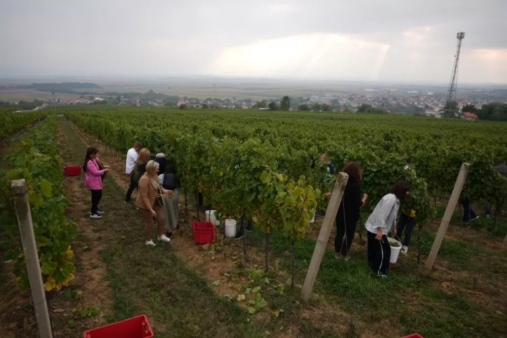 (FOTOGALERIJA) Dan berbe u Vinariji Kutjevo d.d. uz zanimljiva natjecanja 