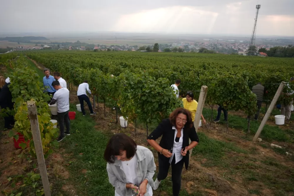 (FOTOGALERIJA) Dan berbe u Vinariji Kutjevo d.d. uz zanimljiva natjecanja 