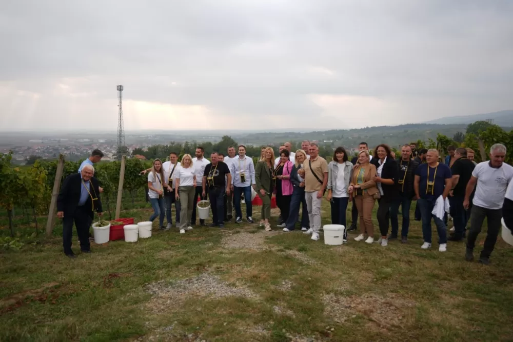 (FOTOGALERIJA) Dan berbe u Vinariji Kutjevo d.d. uz zanimljiva natjecanja 