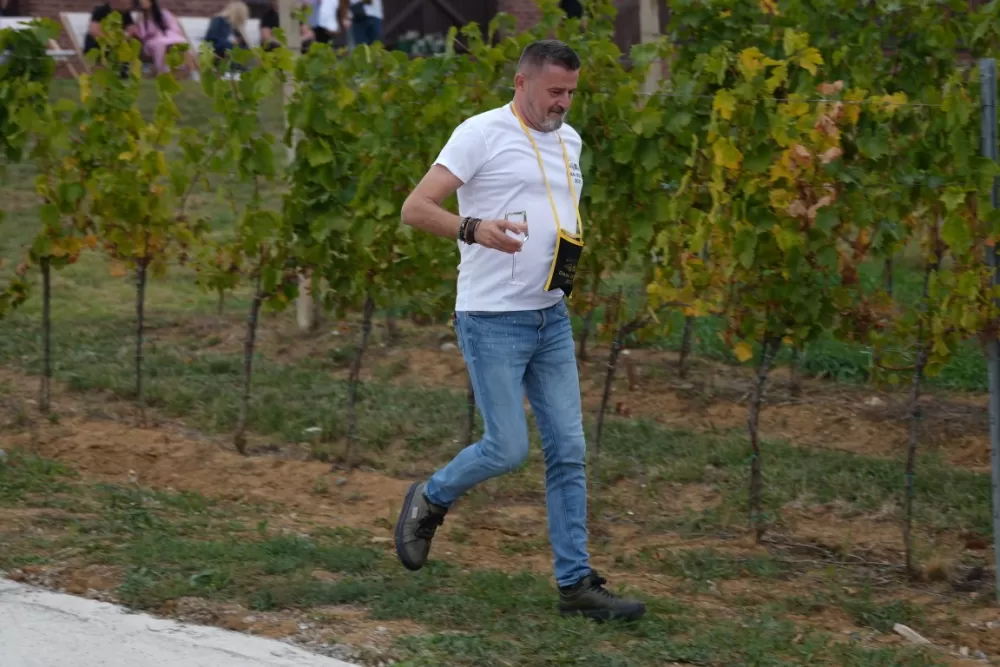(FOTOGALERIJA) Dan berbe u Vinariji Kutjevo d.d. uz zanimljiva natjecanja 