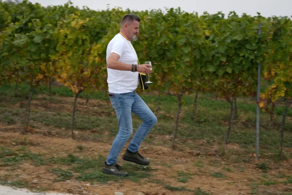 (FOTOGALERIJA) Dan berbe u Vinariji Kutjevo d.d. uz zanimljiva natjecanja 