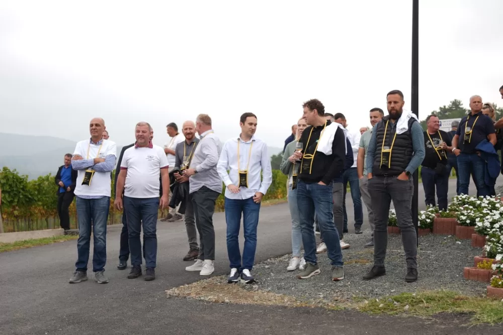 (FOTOGALERIJA) Dan berbe u Vinariji Kutjevo d.d. uz zanimljiva natjecanja 