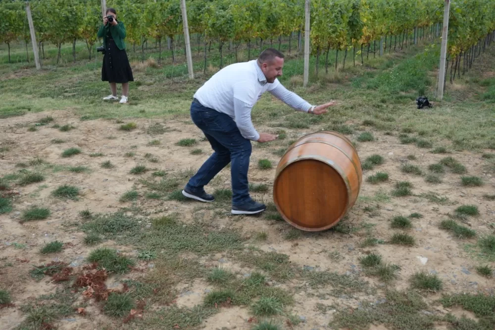 (FOTOGALERIJA) Dan berbe u Vinariji Kutjevo d.d. uz zanimljiva natjecanja 