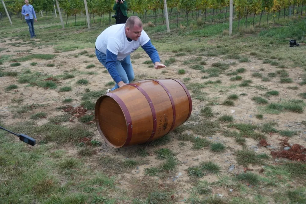 (FOTOGALERIJA) Dan berbe u Vinariji Kutjevo d.d. uz zanimljiva natjecanja 
