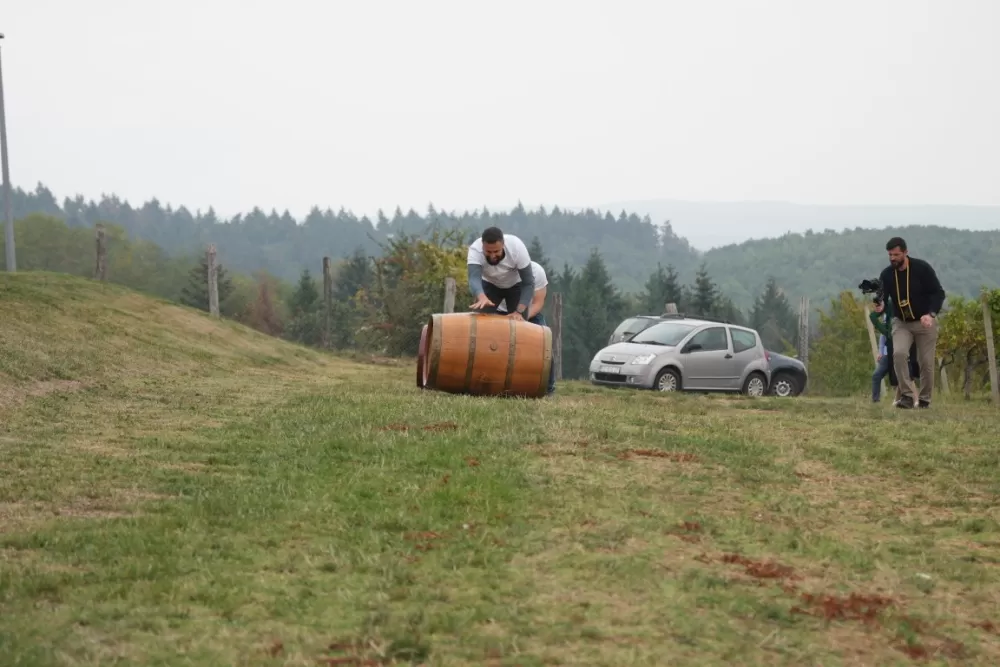 (FOTOGALERIJA) Dan berbe u Vinariji Kutjevo d.d. uz zanimljiva natjecanja 