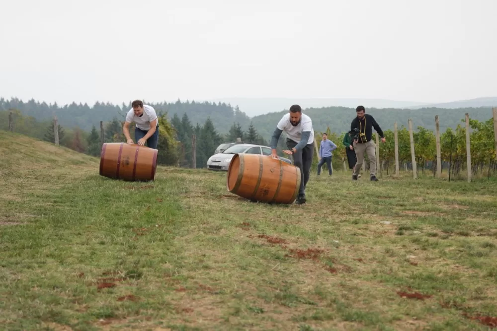 (FOTOGALERIJA) Dan berbe u Vinariji Kutjevo d.d. uz zanimljiva natjecanja 