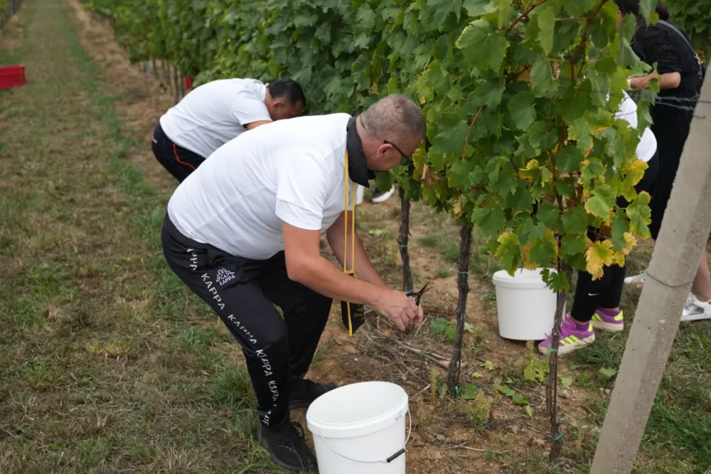 (FOTOGALERIJA) Dan berbe u Vinariji Kutjevo d.d. uz zanimljiva natjecanja 
