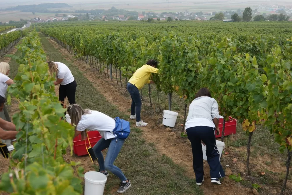 (FOTOGALERIJA) Dan berbe u Vinariji Kutjevo d.d. uz zanimljiva natjecanja 