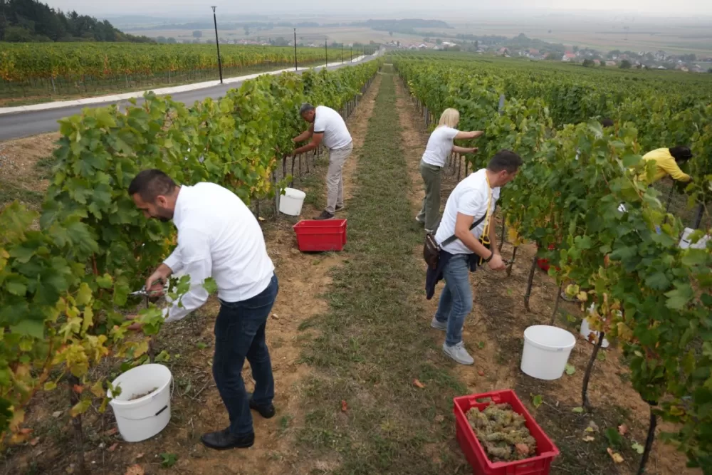 (FOTOGALERIJA) Dan berbe u Vinariji Kutjevo d.d. uz zanimljiva natjecanja 