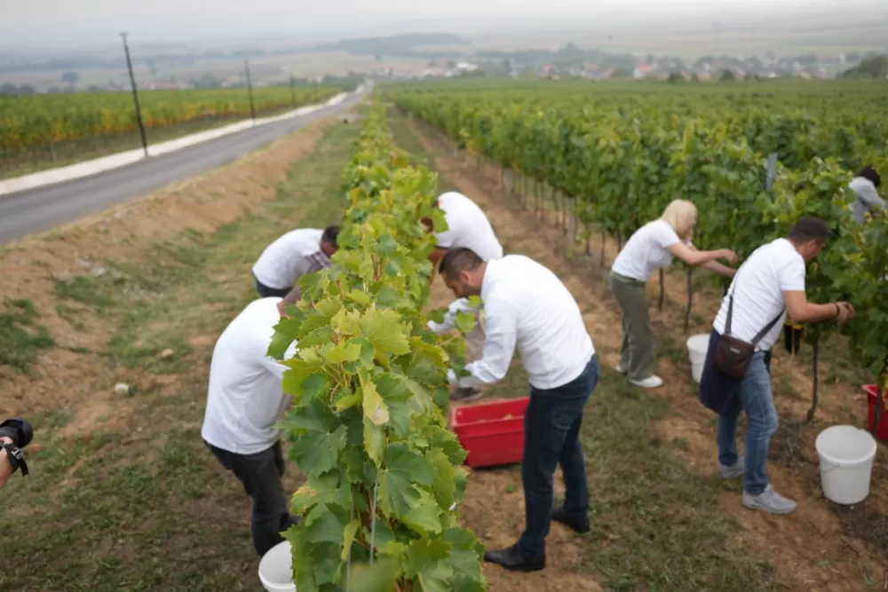 (FOTOGALERIJA) Dan berbe u Vinariji Kutjevo d.d. uz zanimljiva natjecanja 