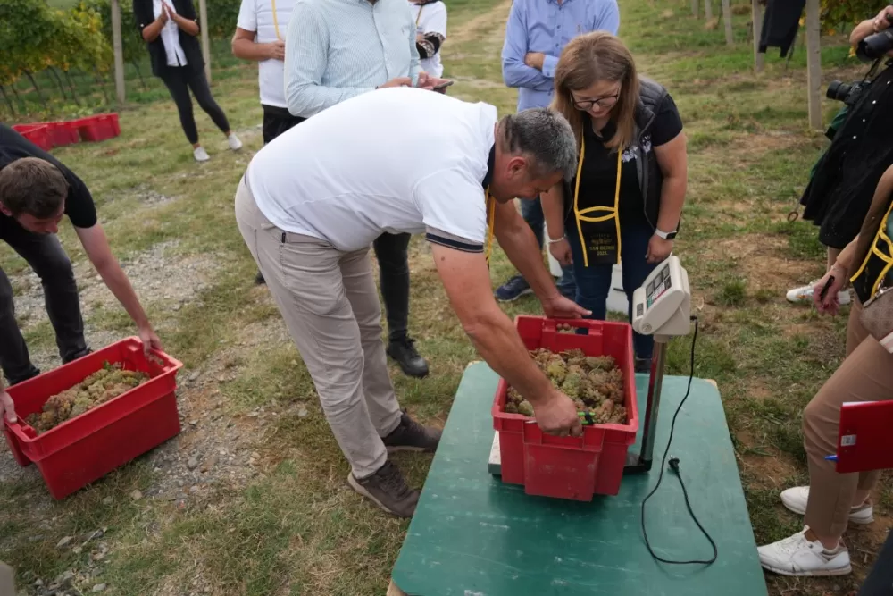 (FOTOGALERIJA) Dan berbe u Vinariji Kutjevo d.d. uz zanimljiva natjecanja 