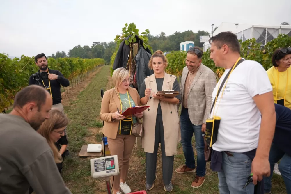 (FOTOGALERIJA) Dan berbe u Vinariji Kutjevo d.d. uz zanimljiva natjecanja 