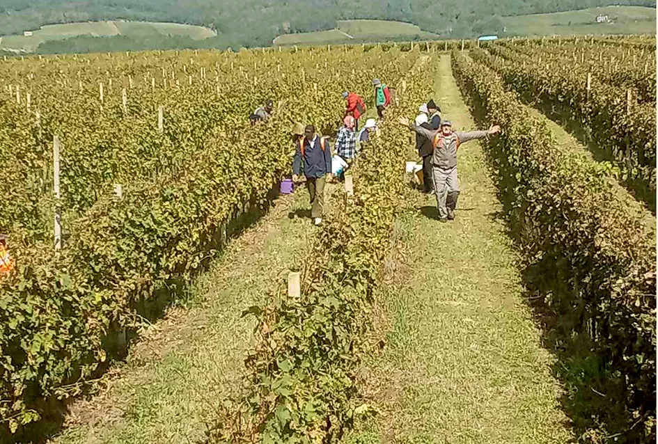 „Zlatna Dora“ Zlatka Ivanovića iz Mitrovca prepoznata na vinskom tržištu